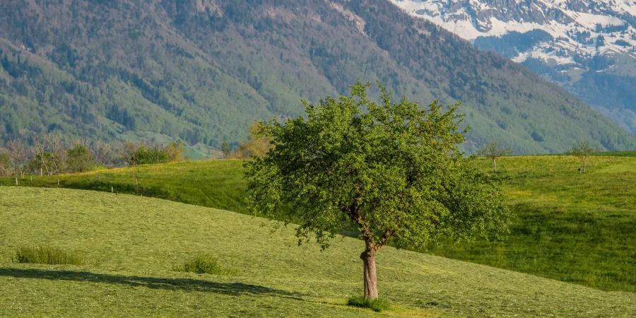 Landschaftsbild in Gommiswald im Kanton St.Gallen.