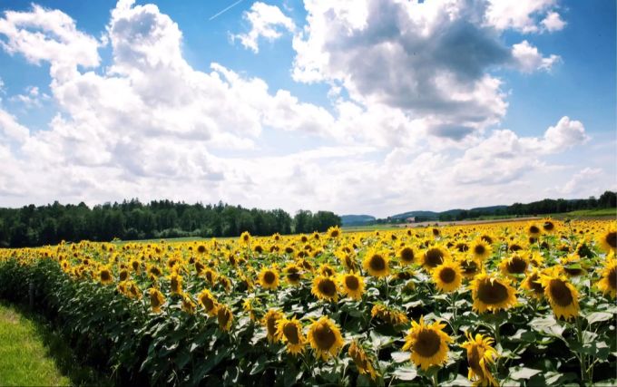 Diese Sonnenanbeterinnen kommen diese Woche auf ihre Kosten. Sonnenblumen