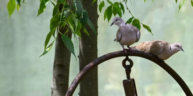 Mit Turteltauben werden verliebte Pärchen bezeichnet. Die Vögel selbst sind auch treue Tiere. Zwei Tauben