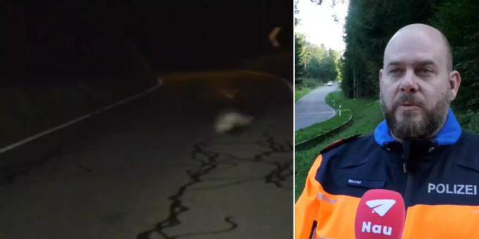Polizist erklärt - Was tun, wenn ich Wild angefahren habe?