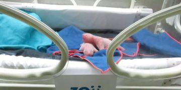 Panda-Zwillinge