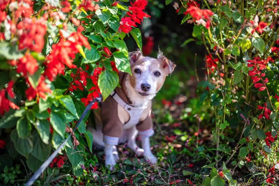 Hund in Garten