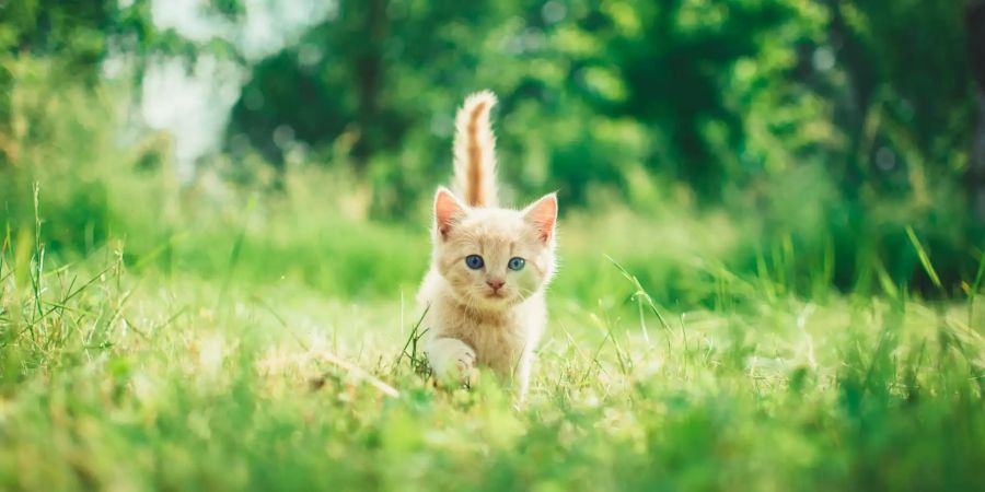 Katze im Grünen