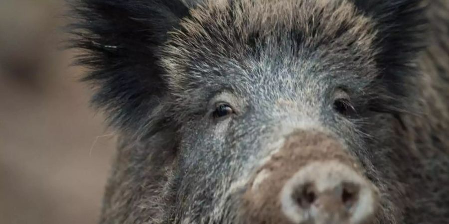 Wildschweinen geht man besser aus dem Weg. Foto: Lino Mirgeler/dpa