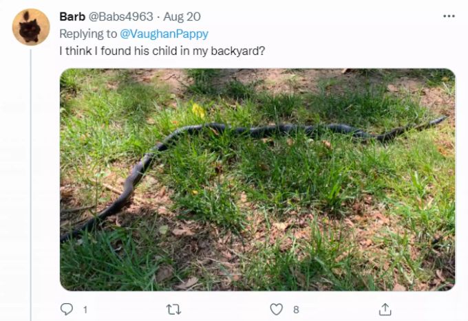 Die Twitter-Userin Barb antwortet mit einem Bild einer ebenfalls langen Schlange aus ihrem Vorgarten. Twitter Schlange Antwort