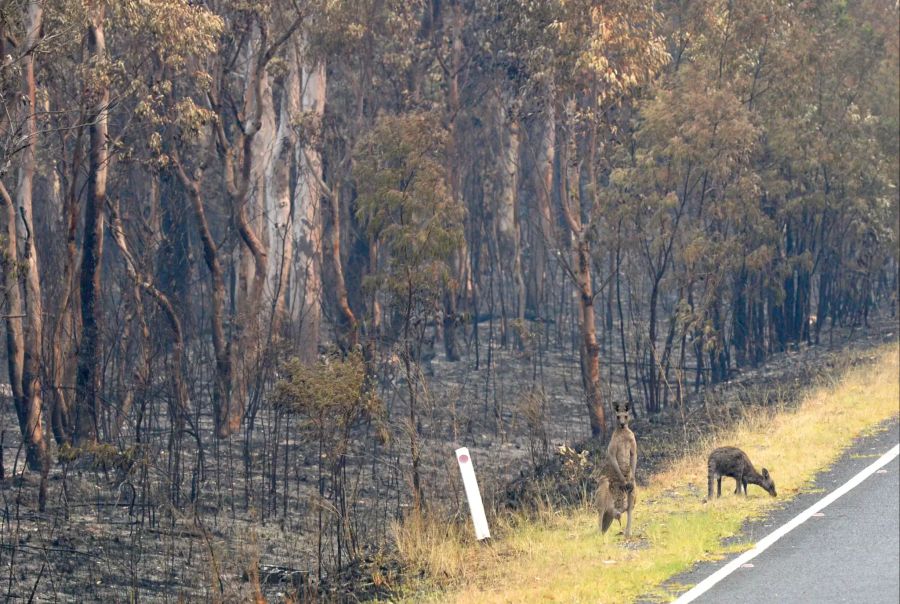 Buschbrände in Australien