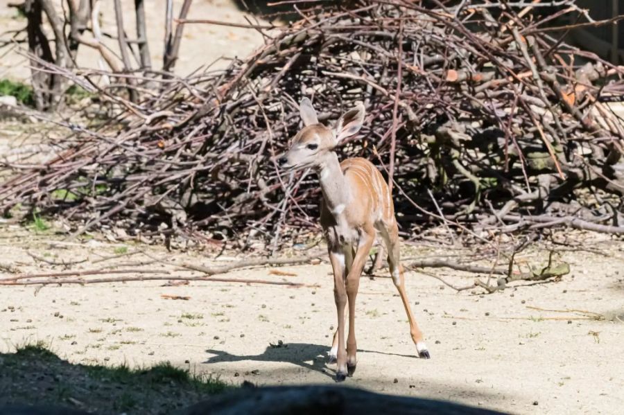 Kleine Kudus