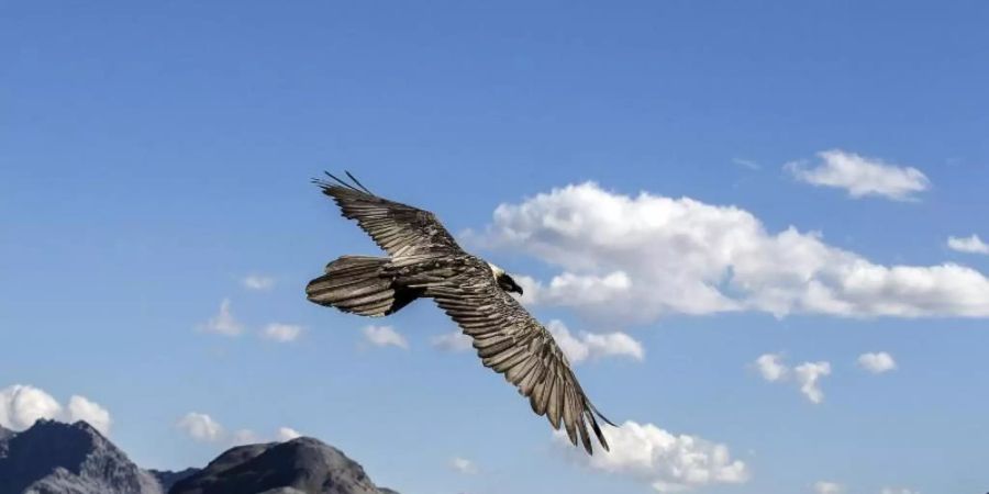 Anlässlich der Bartgeierbeobachtungstage bittet der Landesbund für Vogelschutz Wanderer rund um und in den Alpen für ihre Mithilfe. Foto: Andrea Badrutt/dpa-tmn/dpa