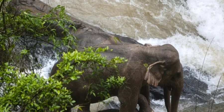 Zwei Elefanten im Khao-Yai-Nationalpark. (Archivbild)