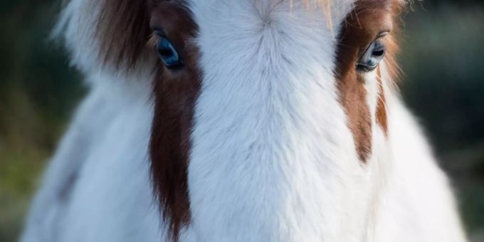 Ein Pferd. (Symbolbild) Hauspferd
