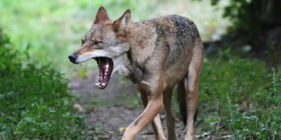 Wolf in NRW