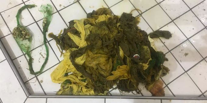 Im Magen des Hirsches wurden sechs Kilogramm Plastikmüll gefunden. Hirsch Plastikmüll