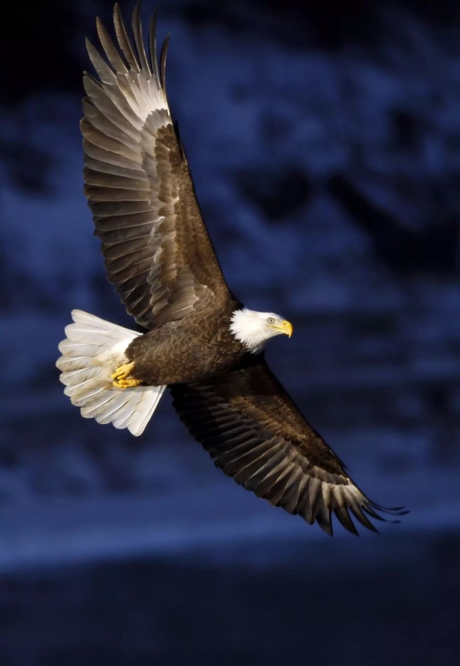 Weisskopfseeadler