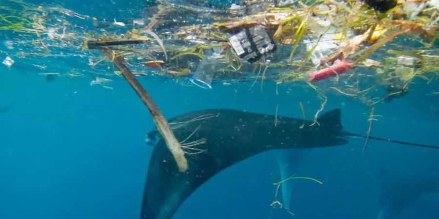 Haie Rochen Mikroplastik