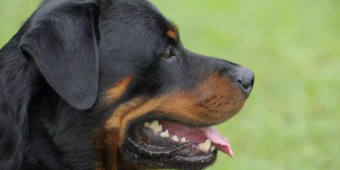 Keine Kampfhunde? - Rottweiler-Besitzer demonstrieren gegen Rasselisten