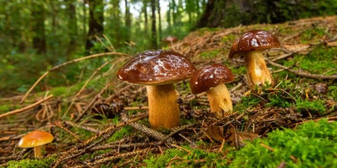 Waldpilze in Bayern. pilze