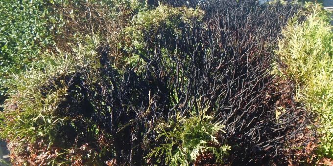 Die Hecke konnte vor dem Eintreffen der Feuerwehr gelöscht werden. Die Hecke konnte vor dem Eintreffen der Feuerwehr gelöscht werden.