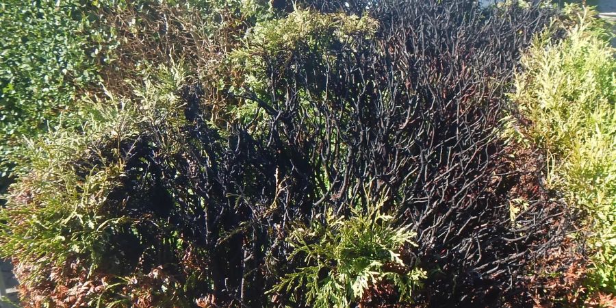 Die Hecke konnte vor dem Eintreffen der Feuerwehr gelöscht werden.