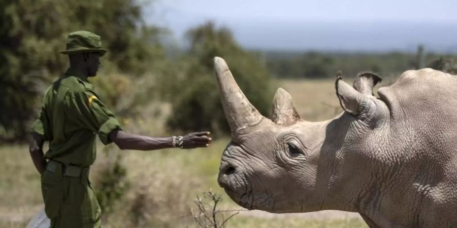 nördliches breitmaulnashorn