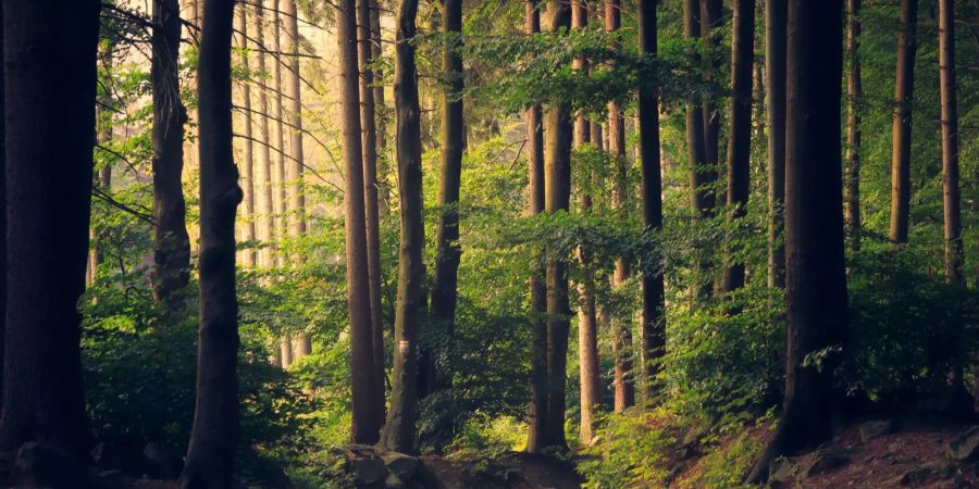 Wald