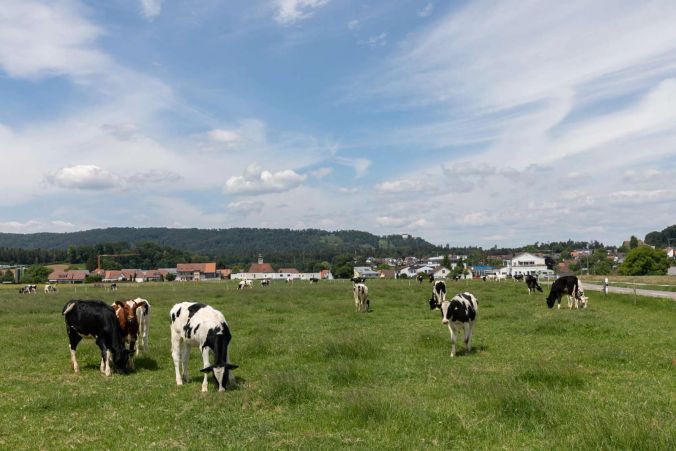 Kuhherde in der Region Lenzburg.