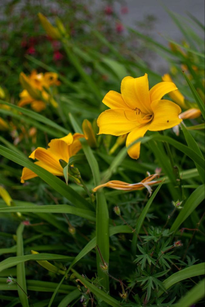 Gelb macht glücklich: Lilien in Dintikon.