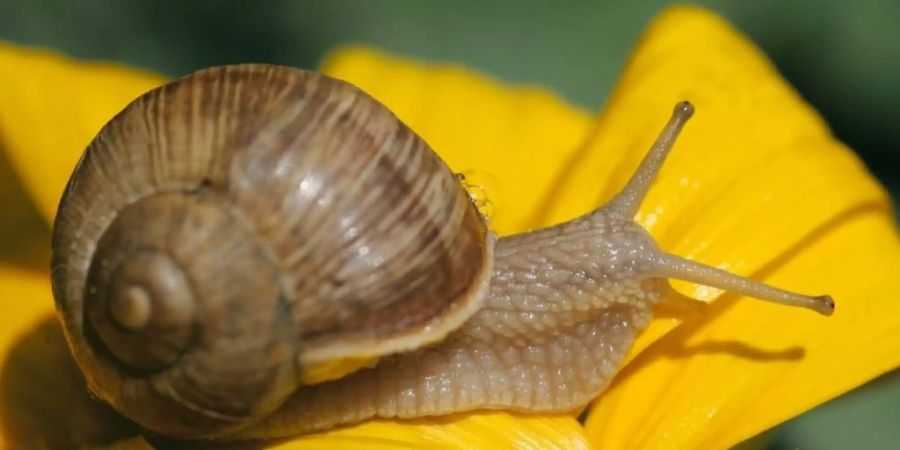 Eine Weinbergschnecke (Helix Pomatia) mit einem handelsüblichen rechtsgewundenen Häuschen. Eine «schief gewickelte» Schnecke namens Jeremy hat der Forschung nun einen wichtigen Dienst erwiesen. (Archivbild)