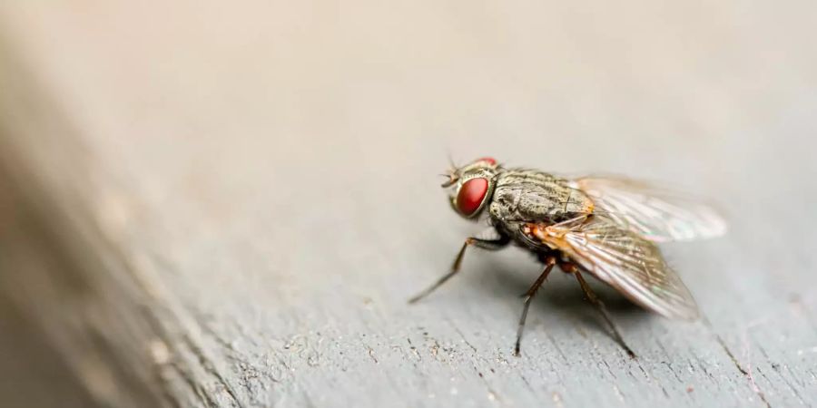 Eine Fliege