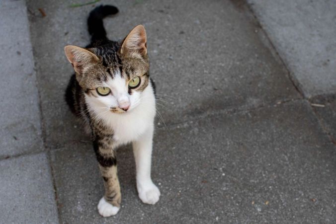 Eine neugierige Katze in Zetzwil.