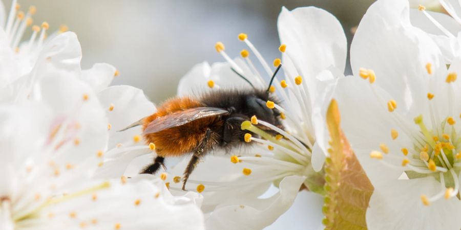 Osmia Cornuta Biene auf Kirsche