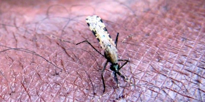 Genf/Nairobi - WHO erwartet Tausende zusätzliche Malaria-Tote
