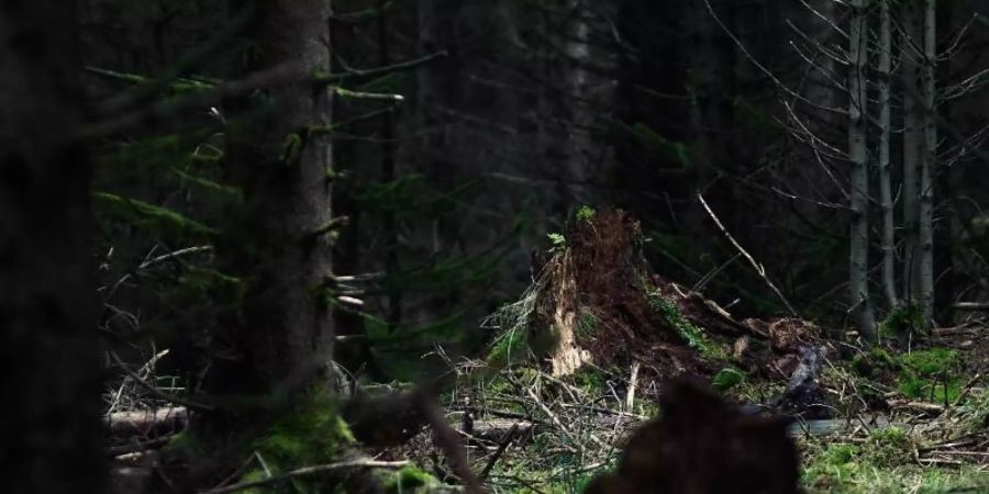 Ein Waldstück nahe Rodacherbrunn, wo im Juli 2016 Skelettteile der vermissten Peggy gefunden worden. Foto: Nicolas Armer/dpa
