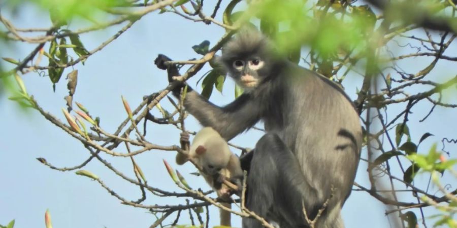 Popa-Langur in Myanmar