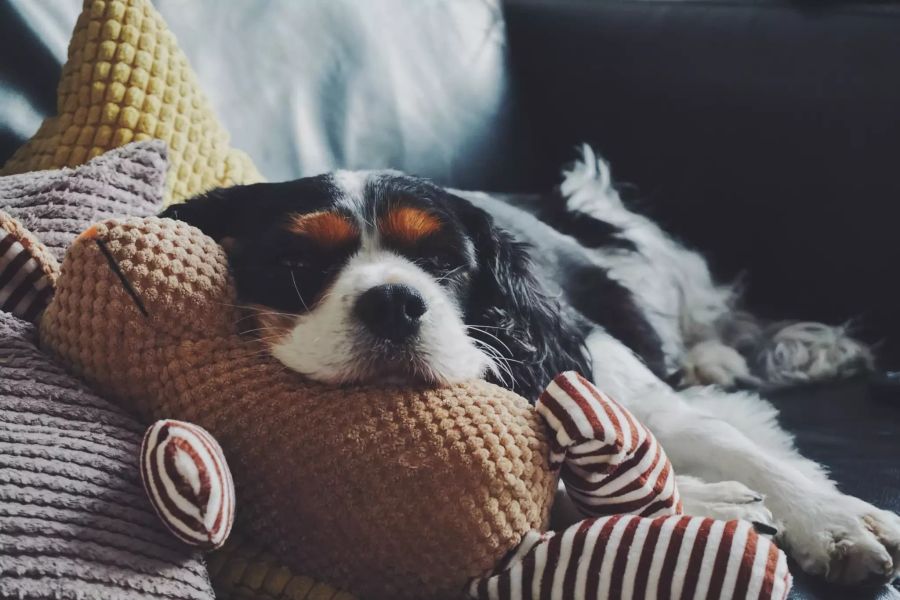 Hund liegt gemütlich auf Sofa.