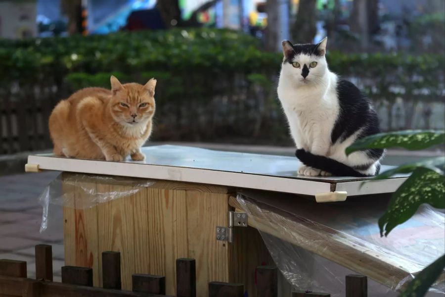 Die Strassenkatzen «Pipi» (r) und «Laoda» sitzen auf dem Dach einer «Midnight Cafeteria», einem Katzencafé in Taiwan. Besonders in Asien sind solche Gaststätten verbreitet.