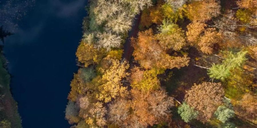 Herbstlich verfärbte Bäume im Taunus. Foto: Boris Roessler/dpa