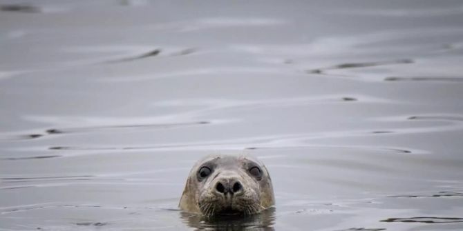 seehund