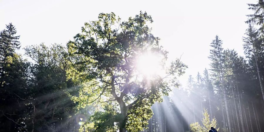 Wärmer und sonniger