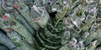 Gemeinde - In Koblenz findet der Weihnachtsbaumverkauf statt