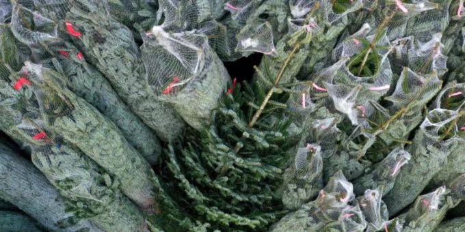 Weihnachtsbäume bereit zum Verkauf Weihnachtsbäume bereit zum Verkauf