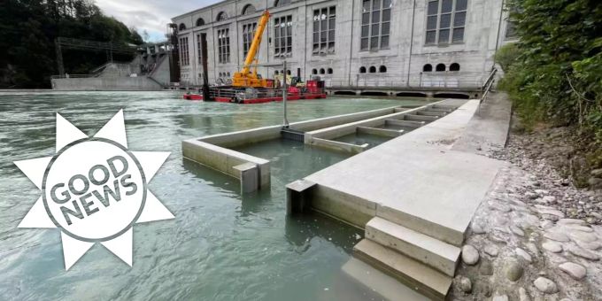 Good News - Wussten Sie, dass Fische in Aare Lift fahren können?