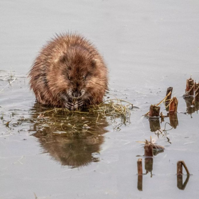 Die Bisamratte ist eine ursprünglich in Nordamerika beheimatete Nagetierart. Pexels