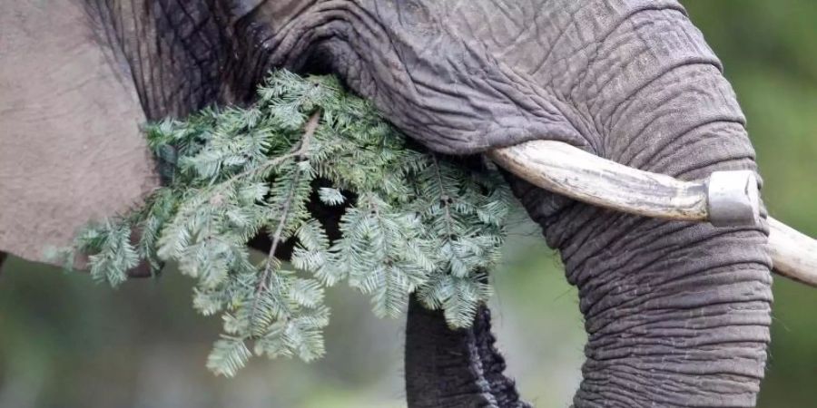 Die afrikanische Elefantendame Daisy verspeist einen Tannenbaum. Foto: Roland Weihrauch/dpa