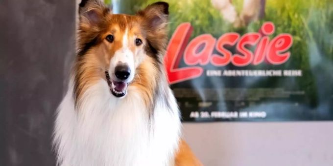 Der Filmhund Bandit spielt im Kinofilm «Lassie - eine abenteuerliche Reise» Lassie. Foto: Sven Hoppe/dpa/Archiv Der Filmhund Bandit spielt im Kinofilm «Lassie - eine abenteuerliche Reise» Lassie. Foto: Sven Hoppe/dpa/Archiv