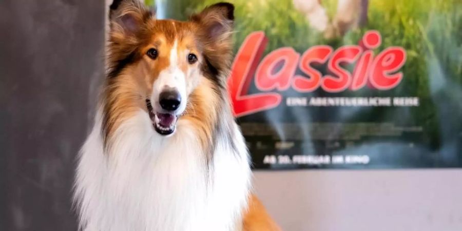 Der Filmhund Bandit spielt im Kinofilm «Lassie - eine abenteuerliche Reise» Lassie. Foto: Sven Hoppe/dpa/Archiv