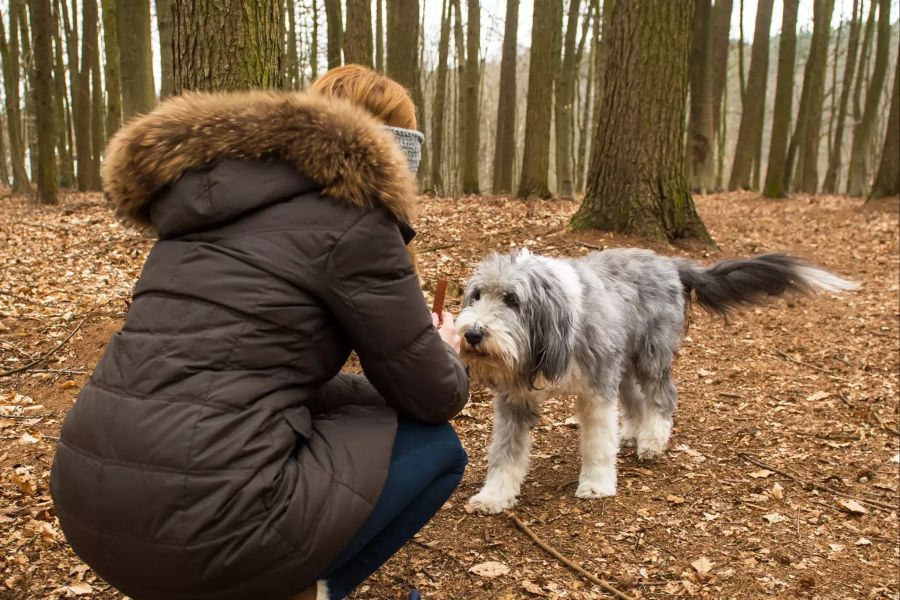 Frau reicht Hund Leckerli im Wald