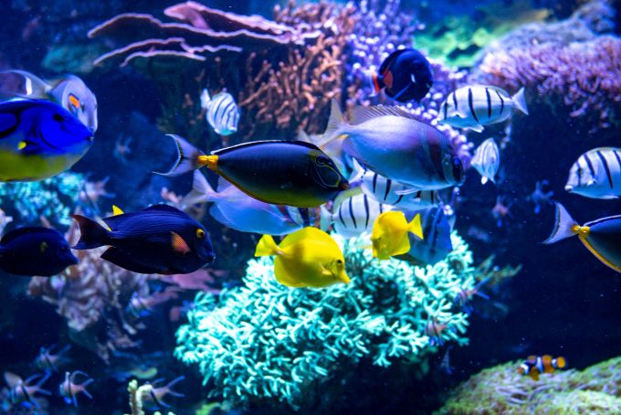 Auch ein Korallenriff findet ihr im Dählhölzli. Zusammen mit den darin lebenden Fischen gibt das Riffgestein ein echtes Farbspektakel ab. Ausflüge schlechtes Wetter