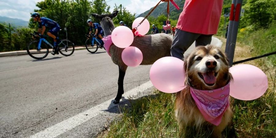 Ziege und Hund an der Strecke des Giro d'Italia