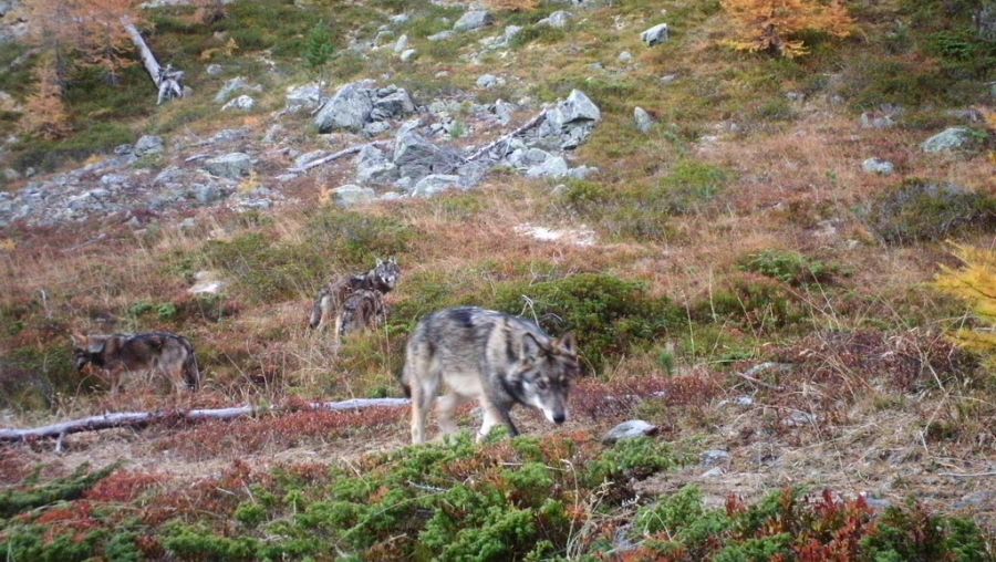 Viele Dorfbewohner heissen den illegalen Wolf-Abschuss gut.