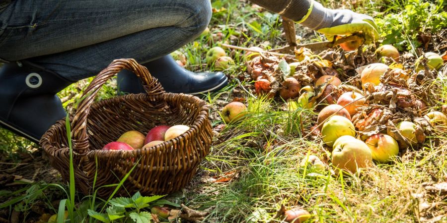 Beim Sammeln von Fallobst müssen Früchte mit faulen Stellen aussortiert werden.